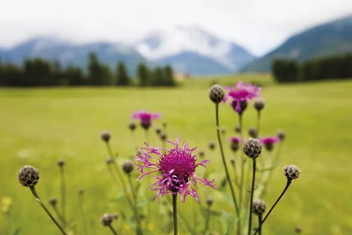 Impresión enmarcada : Centaurea cyanus Impresión enmarcada : Centaurea cyanus