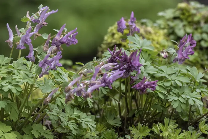 Impresión enmarcada : Corydalis solida (Corydalis solida) Impresión enmarcada : Corydalis solida (Corydalis solida)