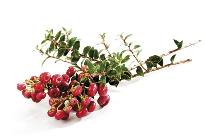 Impresión enmarcada : Cotoneaster (Cotoneaster)