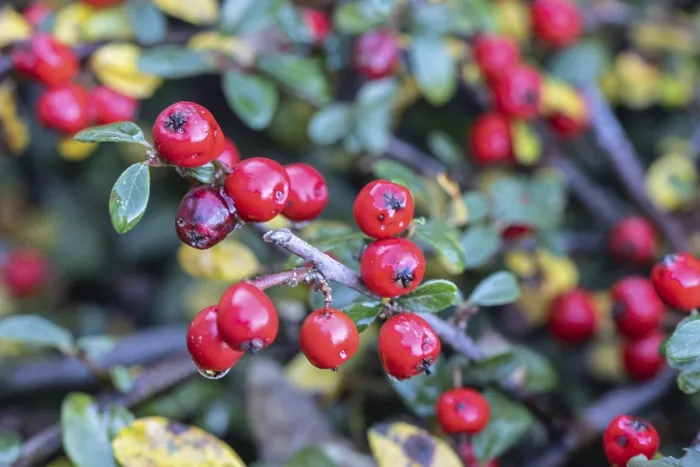 Impresión enmarcada : Cotoneaster (Cotoneaster horizontalis) Impresión enmarcada : Cotoneaster (Cotoneaster horizontalis)