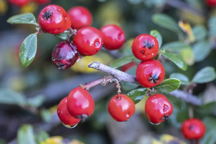 Impresión enmarcada : Cotoneaster (Cotoneaster horizontalis) Impresión enmarcada : Cotoneaster (Cotoneaster horizontalis)