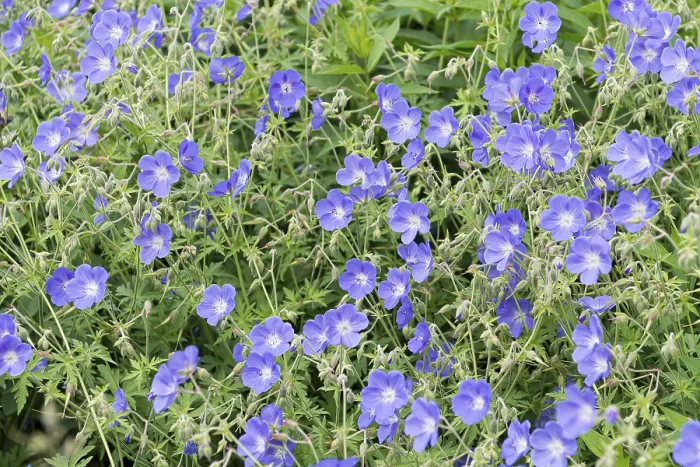 Impresión enmarcada : Geranio (Geranium Brookside') Impresión enmarcada : Geranio (Geranium Brookside')
