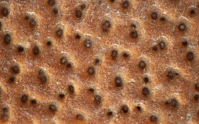Impresión enmarcada : Crispbread Impresión enmarcada : Crispbread