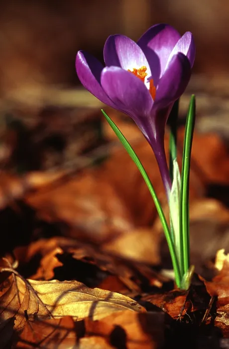 Impresión enmarcada : Crocus