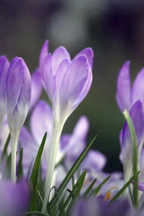 Impresión enmarcada : Crocus