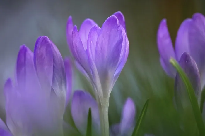 Impresión enmarcada : Crocus Impresión enmarcada : Crocus
