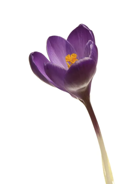 Impresión enmarcada : Crocus (Crocus) Impresión enmarcada : Crocus (Crocus)