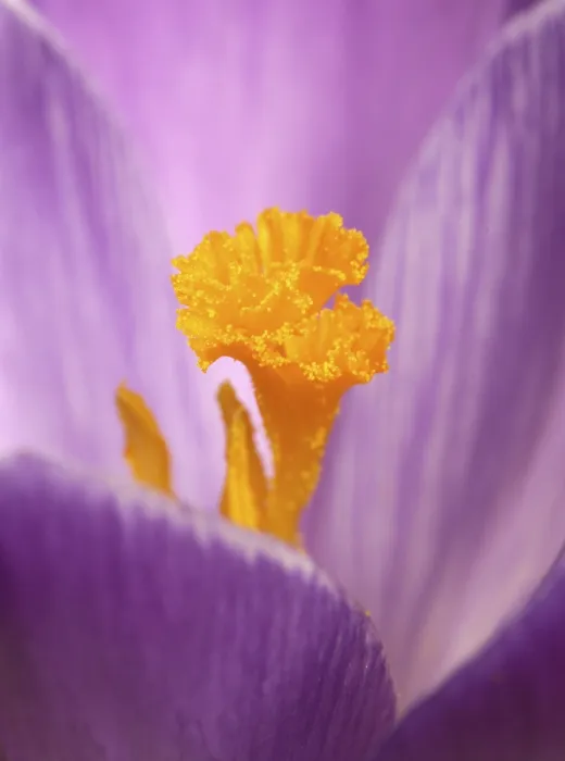 Impresión enmarcada : Crocus (Crocus) Impresión enmarcada : Crocus (Crocus)