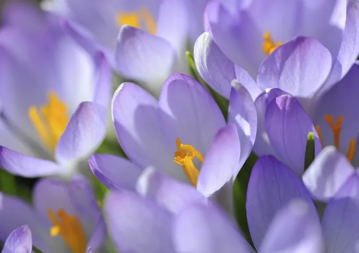 Impresión enmarcada : Crocus (Crocus), violeta.