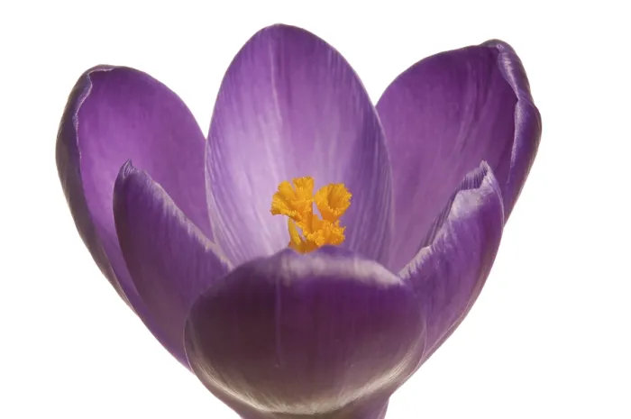 Impresión enmarcada : Crocus (Crocus), violeta. Impresión enmarcada : Crocus (Crocus), violeta.