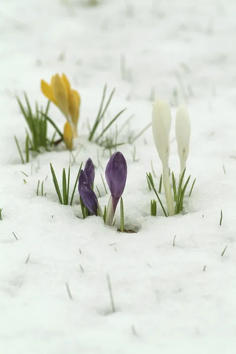 Impresión enmarcada : Crocuses