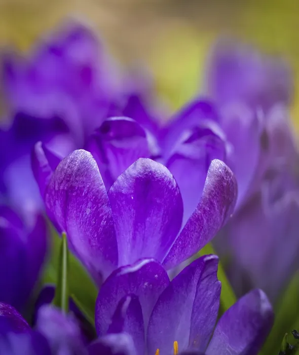 Impresión enmarcada : Crocuses