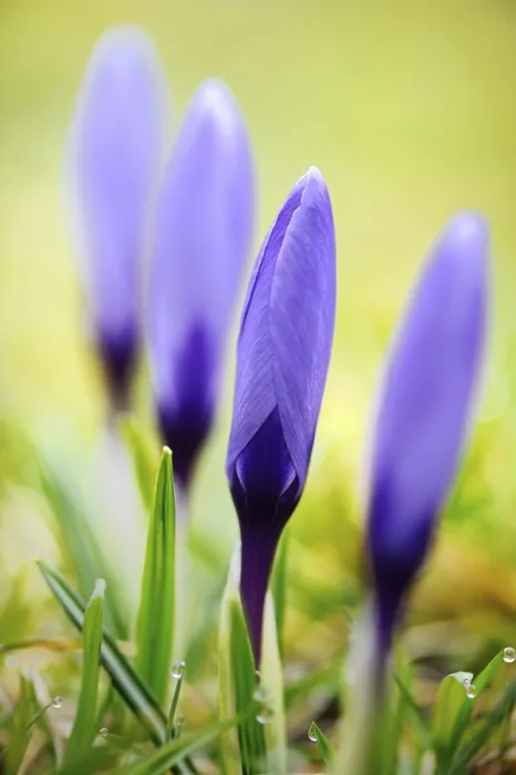 Impresión enmarcada : Crocuses (Crocus)