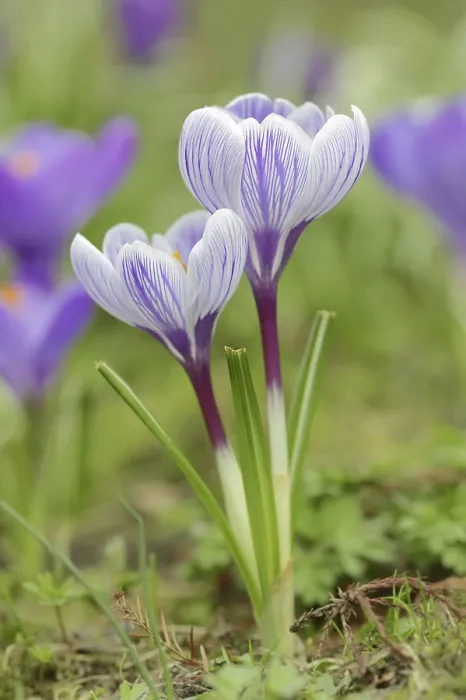 Impresión enmarcada : Las flores de crocus (Crocus spec.) en flor en la primavera. Impresión enmarcada : Las flores de crocus (Crocus spec.) en flor en la primavera.