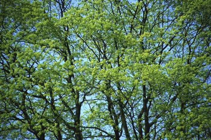 Impresión enmarcada : Corona de un árbol.