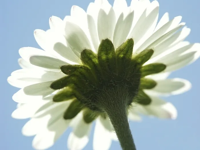 Impresión enmarcada : Daisy, macro. Impresión enmarcada : Daisy, macro.