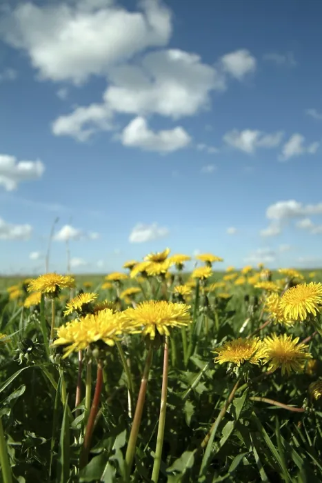 Impresión enmarcada : Dandelion