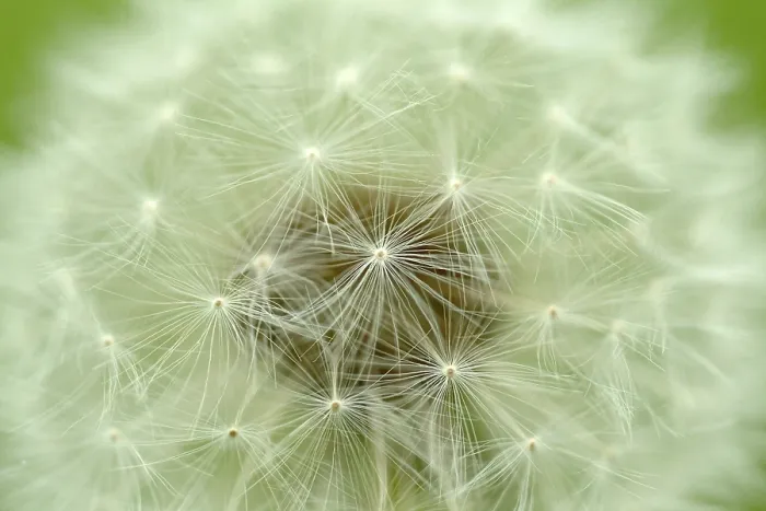Impresión enmarcada : Dandelion Impresión enmarcada : Dandelion