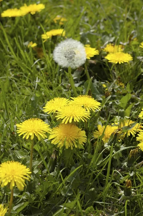 Impresión enmarcada : Dandelion