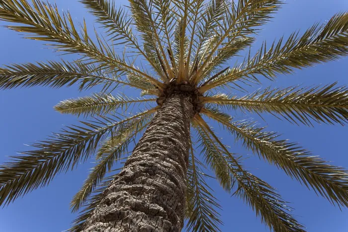 Impresión enmarcada : Palmera de Dátiles Impresión enmarcada : Palmera de Dátiles