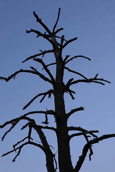 Impresión enmarcada : Arbol muerto Impresión enmarcada : Arbol muerto
