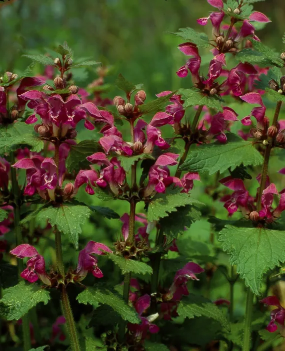 Impresión enmarcada : Deadnettle Impresión enmarcada : Deadnettle