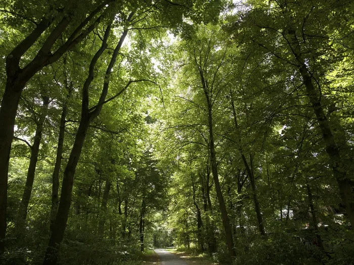 Impresión enmarcada : Bosque caducifolio