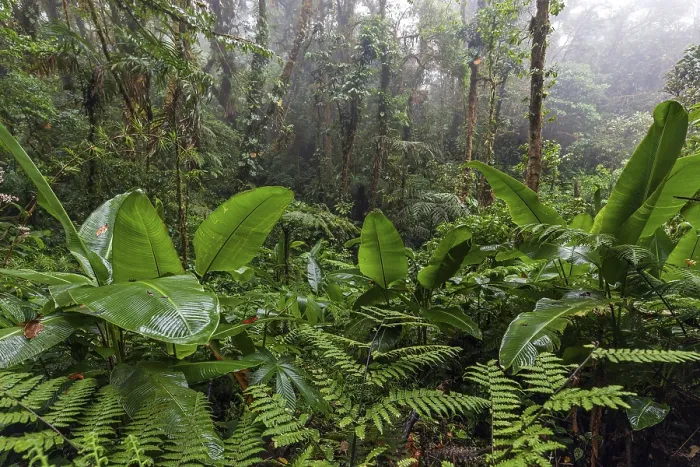 Impresión enmarcada : Bosque nuboso denso. Impresión enmarcada : Bosque nuboso denso.