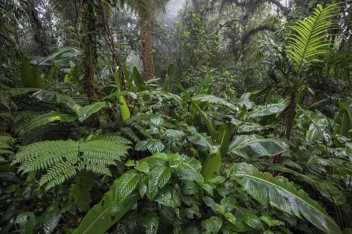 Impresión enmarcada : Bosque nuboso denso. Impresión enmarcada : Bosque nuboso denso.