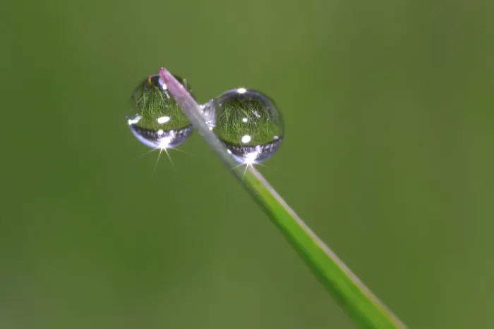 Impresión enmarcada : Gotas de rocío. Impresión enmarcada : Gotas de rocío.