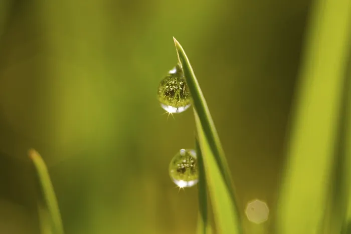Impresión enmarcada : Gotas de rocío. Impresión enmarcada : Gotas de rocío.