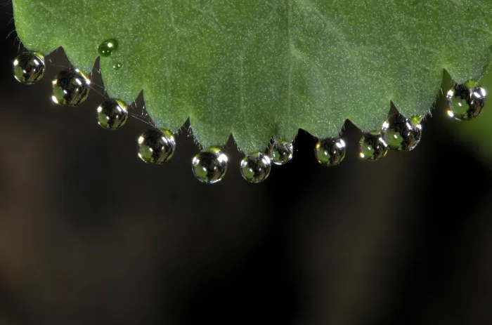 Impresión enmarcada : Gotas de rocío en hoja. Impresión enmarcada : Gotas de rocío en hoja.