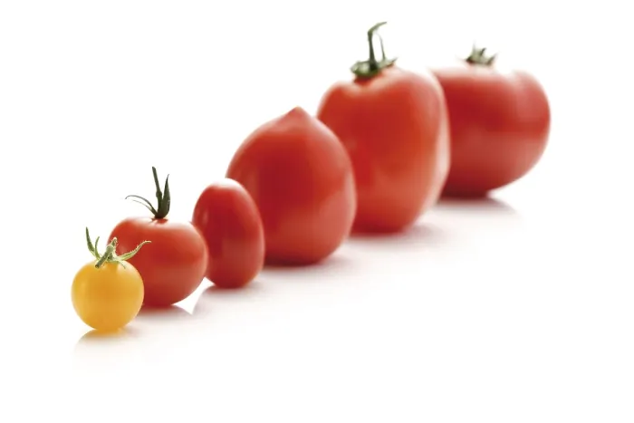 Impresión enmarcada : Tipos diferentes de tomate. Impresión enmarcada : Tipos diferentes de tomate.
