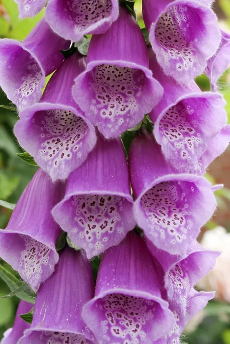 Impresión enmarcada : Digitalis