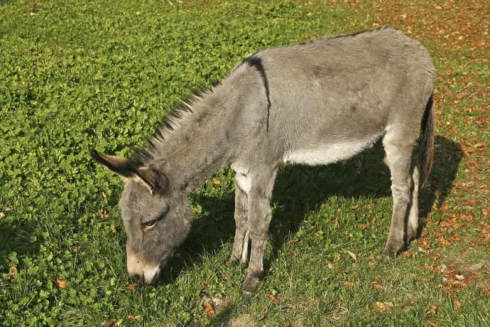 Impresión enmarcada : Donkey Impresión enmarcada : Donkey