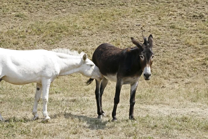 Impresión enmarcada : Donkey