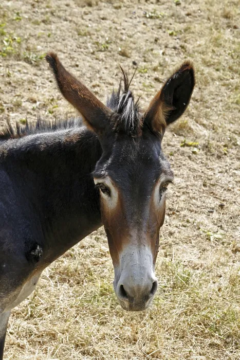 Impresión enmarcada : Donkey Impresión enmarcada : Donkey