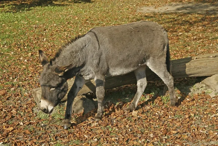 Impresión enmarcada : Donkey