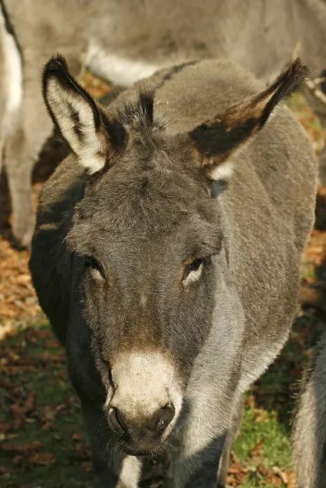 Impresión enmarcada : Donkey Impresión enmarcada : Donkey