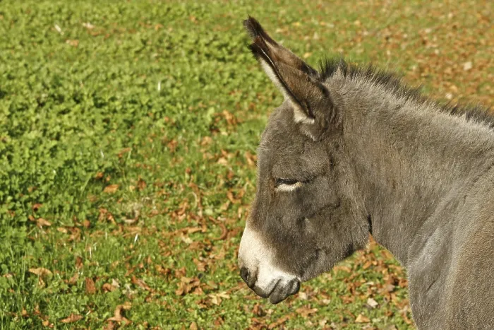 Impresión enmarcada : Donkey Impresión enmarcada : Donkey