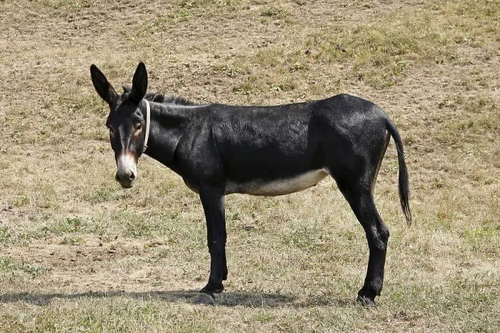 Impresión enmarcada : Donkey