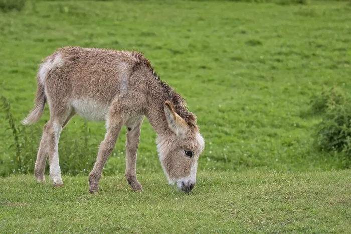 Impresión enmarcada : Burro en un claro. Impresión enmarcada : Burro en un claro.