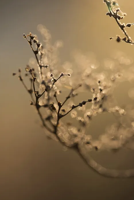 Impresión enmarcada : Ramas secas. Impresión enmarcada : Ramas secas.