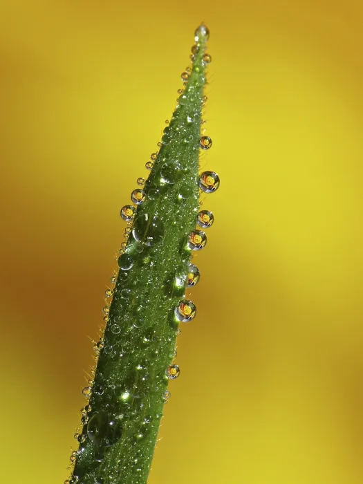Impresión enmarcada : Drop Impresión enmarcada : Drop