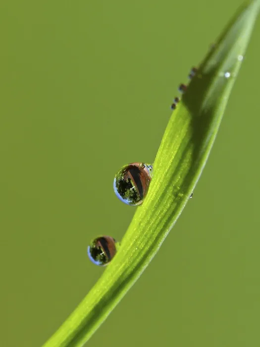 Impresión enmarcada : Drop