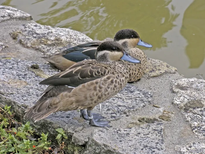Impresión enmarcada : Pareja de pato. Impresión enmarcada : Pareja de pato.