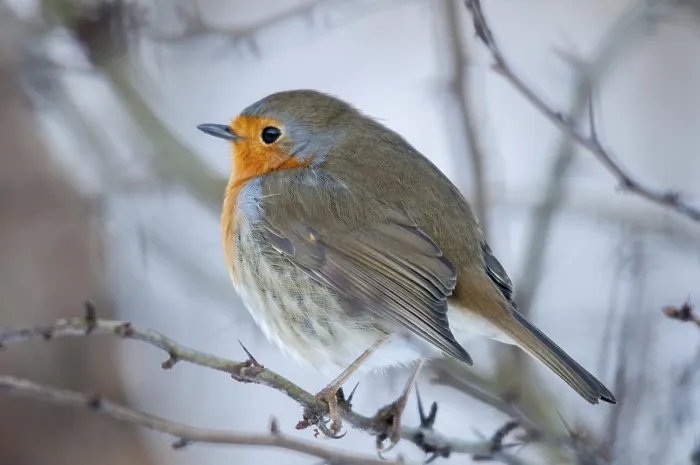 Impresión enmarcada : Erithacus rubecula, roble, robins.