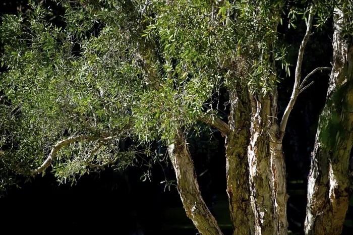 Impresión enmarcada : Eucaliptos (Eucalyptus), Eucalyptus. Impresión enmarcada : Eucaliptos (Eucalyptus), Eucalyptus.