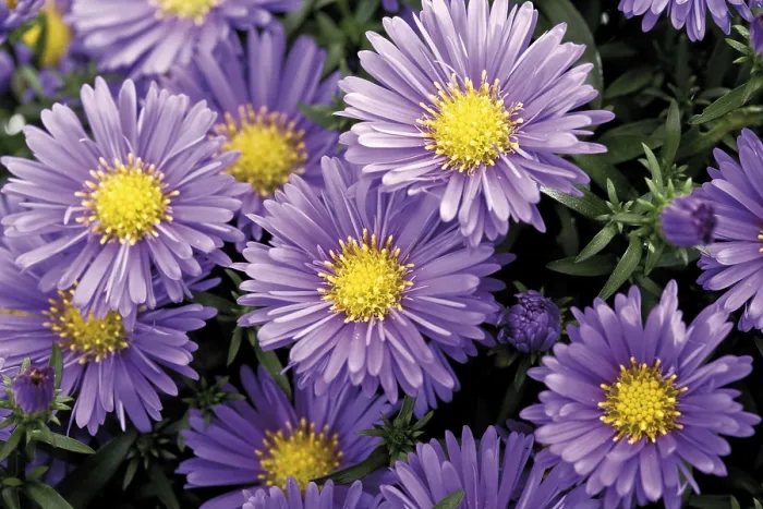 Impresión enmarcada : Aster de otoño (Aster)