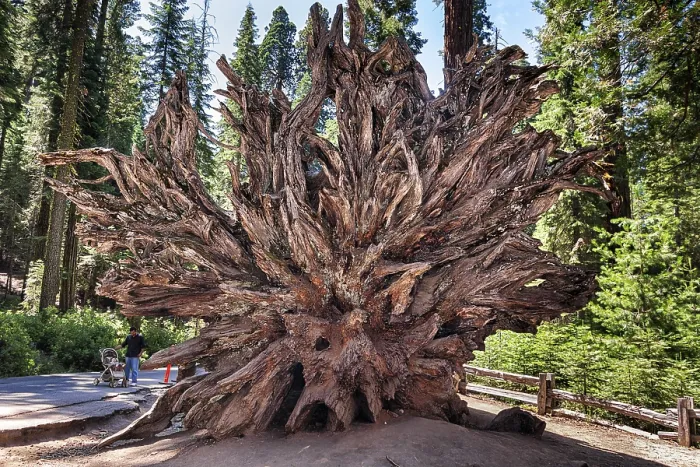 Impresión enmarcada : Monarca caído, raíz de sequoia (Sequoioideae). Impresión enmarcada : Monarca caído, raíz de sequoia (Sequoioideae).